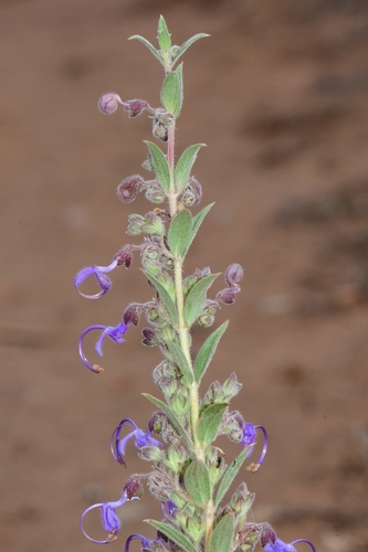 Trichostema lanceolatum (Vinegar Weed) (alternate view 5)