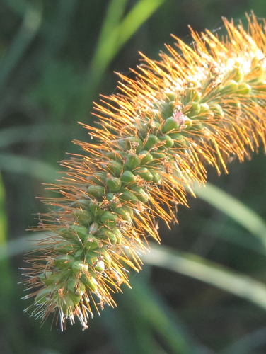 Setaria pumila (yellow foxtail)