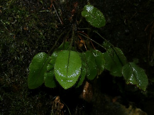 Elaphoglossum (tongueferns) (alternate view 7)