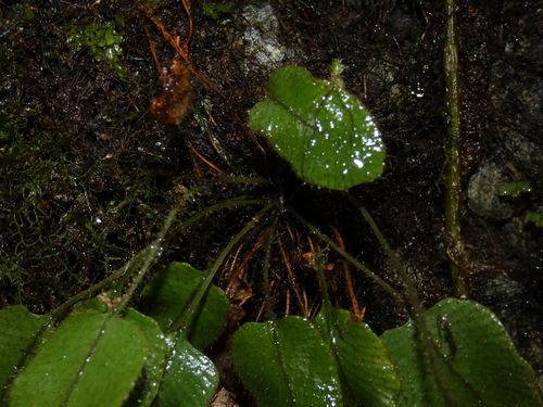 Elaphoglossum (tongueferns) (alternate view 8)