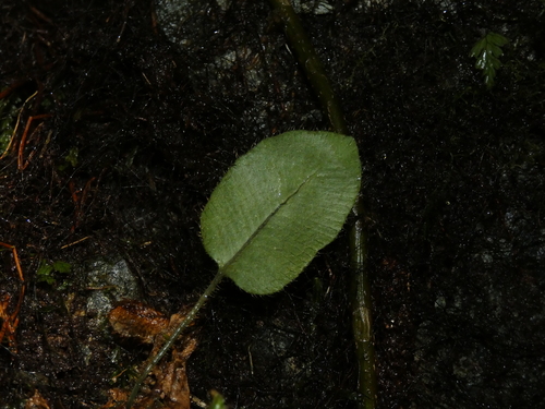 Elaphoglossum (tongueferns) (alternate view 9)