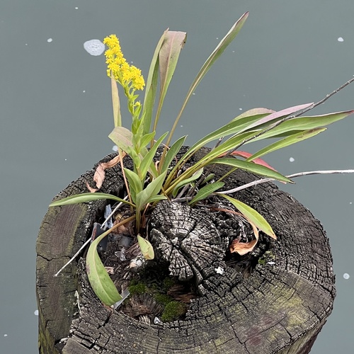 Solidago sempervirens (northern seaside goldenrod) (alternate view 8)