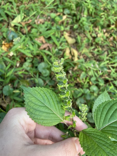 Perilla frutescens (beefsteak plant)