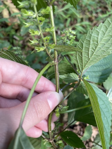 Perilla frutescens (beefsteak plant)