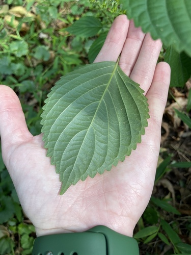 Perilla frutescens (beefsteak plant)