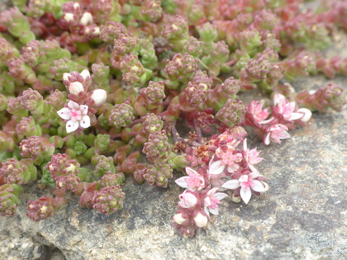 Sedum anglicum (English Stonecrop)