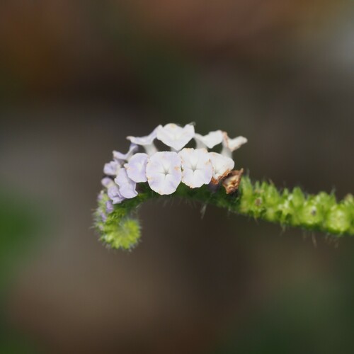 Heliotropium indicum (Indian Heliotrope) (alternate view 8)