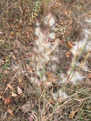 Anatherum virginicum (broomsedge bluestem) (alternate view 3)