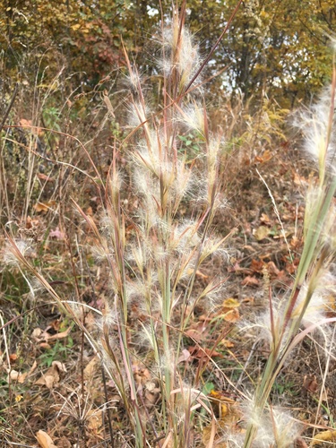 Anatherum virginicum (broomsedge bluestem) (alternate view 2)