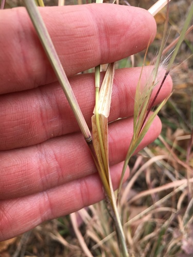Anatherum virginicum (broomsedge bluestem) (alternate view 4)