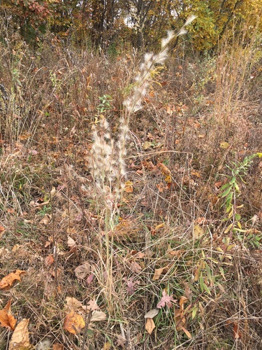 Anatherum virginicum (broomsedge bluestem) (alternate view 5)