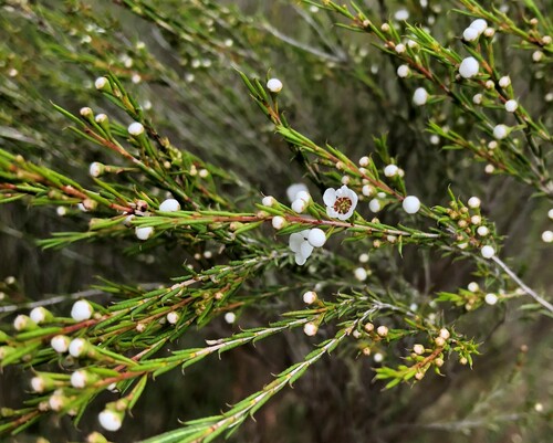 Hysterobaeckea behrii (Broom Baeckea)