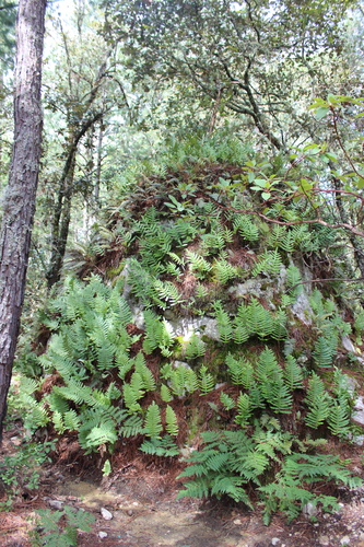 Phlebodium
