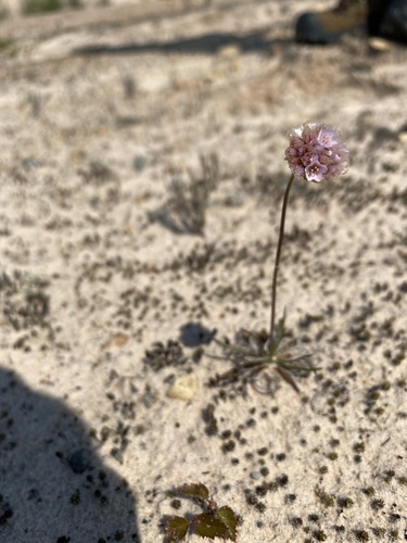 Armeria maritima (sea thift)