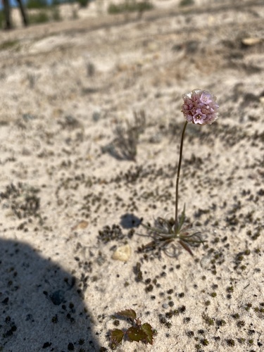 Armeria maritima (sea thift) (alternate view 2)