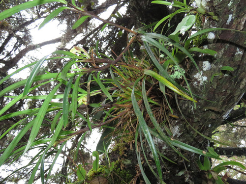 Maxillaria (tiger orchids) (alternate view 4)