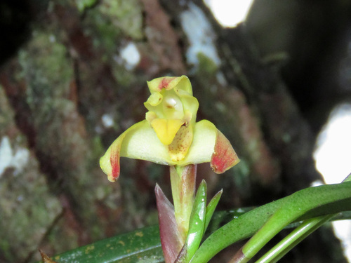 Maxillaria (tiger orchids) (alternate view 3)
