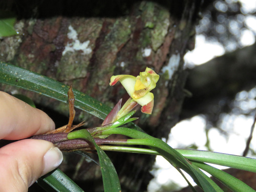 Maxillaria (tiger orchids) (alternate view 5)
