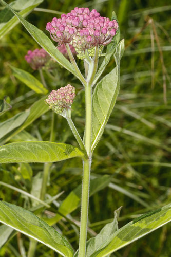 Asclepias incarnata (Swamp Milkweed)