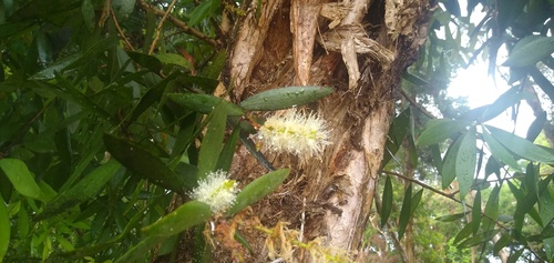 Melaleuca leucadendra (Weeping Paperbark)