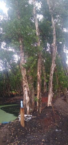 Melaleuca leucadendra (Weeping Paperbark) (alternate view 2)