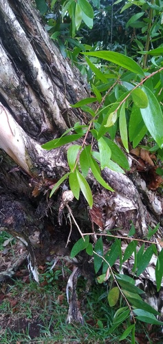 Melaleuca leucadendra (Weeping Paperbark) (alternate view 3)