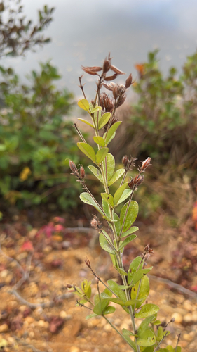 Lespedeza hirta (hairy lespedeza) (alternate view 9)
