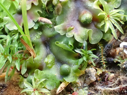 Pellia (Pellia) (alternate view 7)