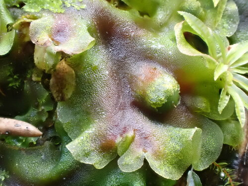 Pellia (Pellia) (alternate view 8)