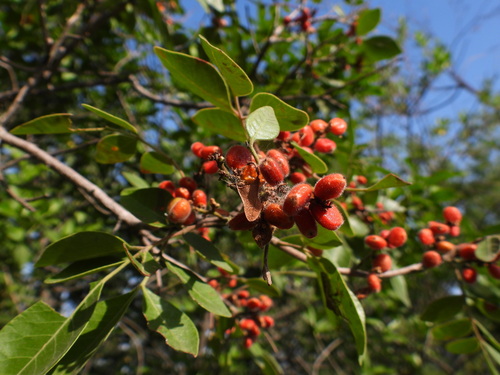 Rhus virens (evergreen sumac) (alternate view 4)