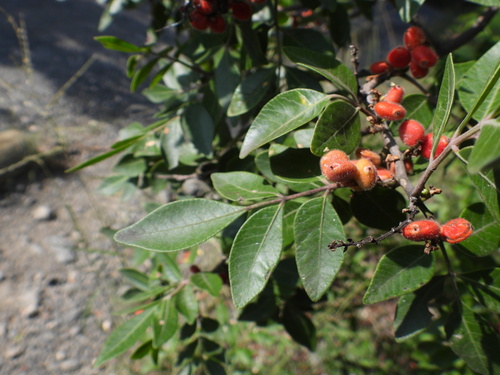 Rhus virens (evergreen sumac) (alternate view 5)