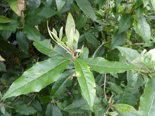 Olearia argophylla (musk daisy-bush) (alternate view 5)