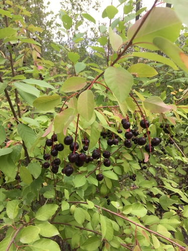Prunus virginiana (Chokecherry)
