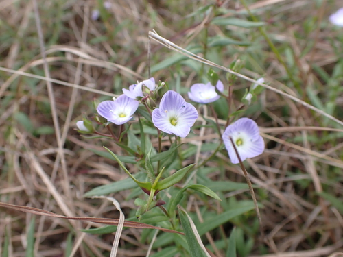 Veronica gracilis (Slender Speedwell) (alternate view 2)