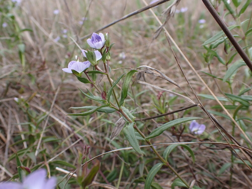 Veronica gracilis (Slender Speedwell) (alternate view 3)
