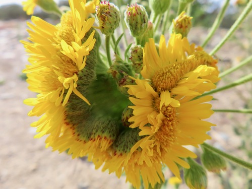 Heterotheca grandiflora (Telegraphweed) (alternate view 6)