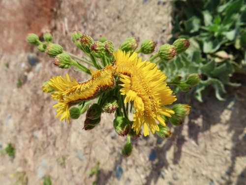 Heterotheca grandiflora (Telegraphweed) (alternate view 7)
