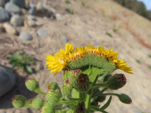 Heterotheca grandiflora (Telegraphweed) (alternate view 8)