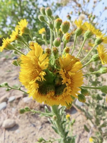 Heterotheca grandiflora (Telegraphweed) (alternate view 9)