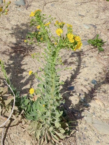 Heterotheca grandiflora (Telegraphweed) (alternate view 10)