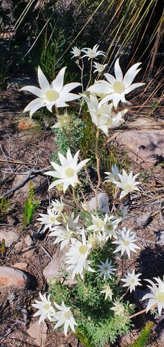 Actinotus helianthi (Flannel Flower) (alternate view 8)