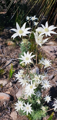 Actinotus helianthi (Flannel Flower) (alternate view 9)