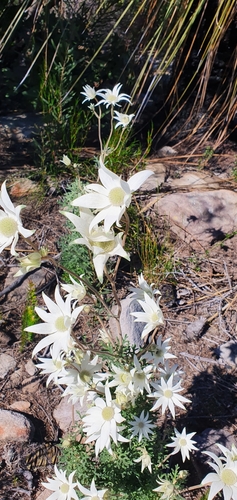 Actinotus helianthi (Flannel Flower) (alternate view 10)