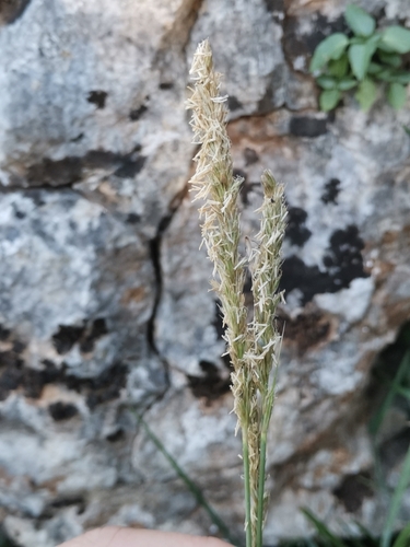 Sesleria autumnalis (Autumn Moor Grass) (alternate view 3)