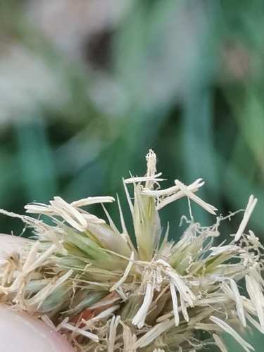 Sesleria autumnalis (Autumn Moor Grass) (alternate view 4)