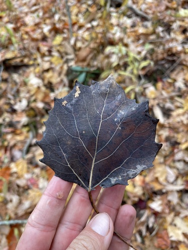 Populus grandidentata (bigtooth aspen) (alternate view 7)