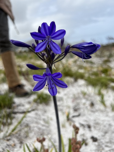 Agapanthus africanus (lily of the Nile) (alternate view 5)