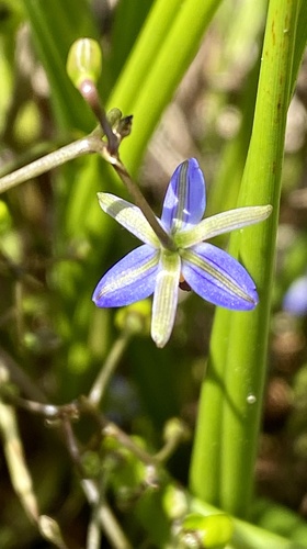 Dianella brevicaulis (Coast Flax-Lily) (alternate view 2)