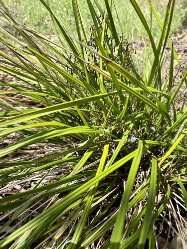 Dianella brevicaulis (Coast Flax-Lily) (alternate view 3)