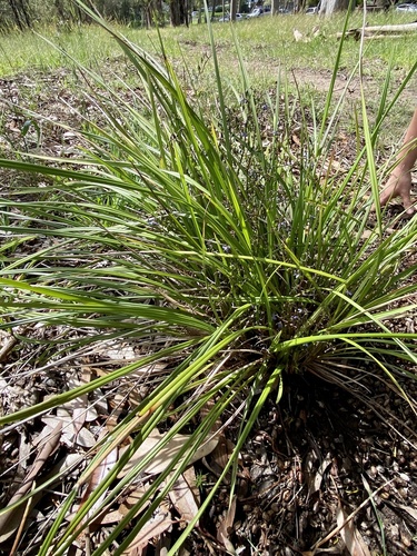 Dianella brevicaulis (Coast Flax-Lily) (alternate view 4)